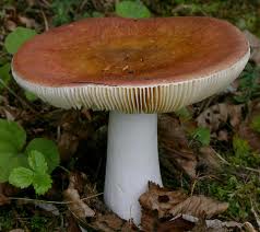 Does this stalk make me look fat?