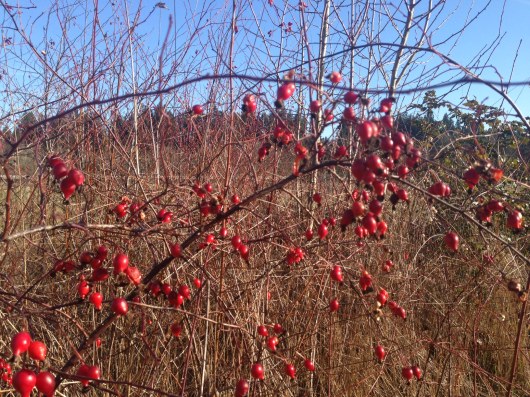 A case of "Beriberi"