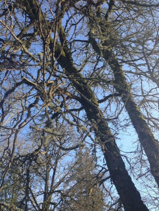 Branching out in the sun