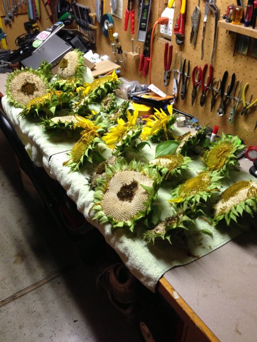 Sunflower noggins drying in the garage. 10 were left outside for squirrels