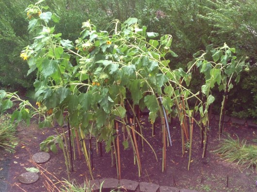 Sunflowers before, pummeled by our virtual monsoon