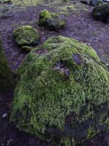 Is there a good recipe for moss soup??