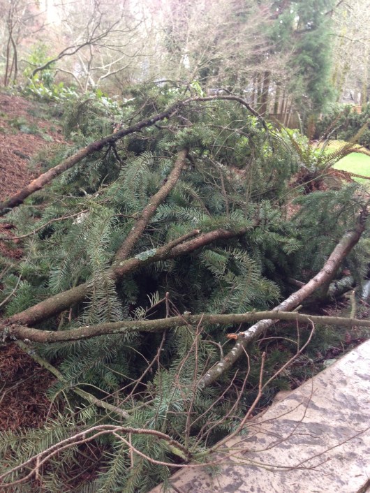 This is only 1/3 of what I lugged and there is MUCH left in the yard. BIG picture for FULL effect :)