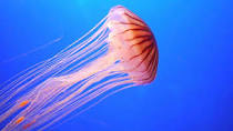 jellyfish
